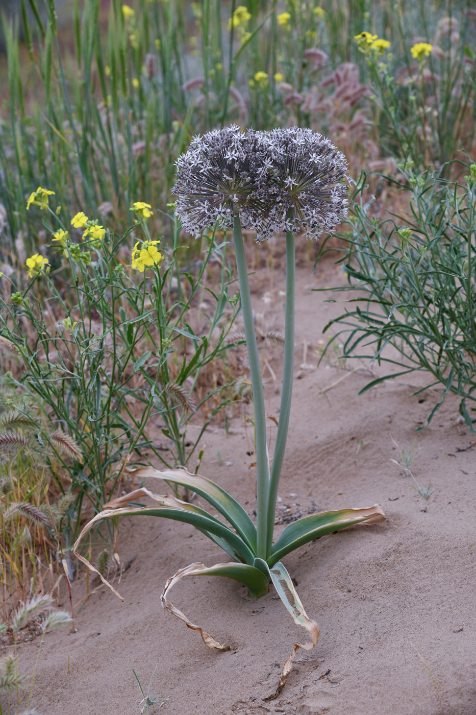 Изображение особи Allium subscabrum.