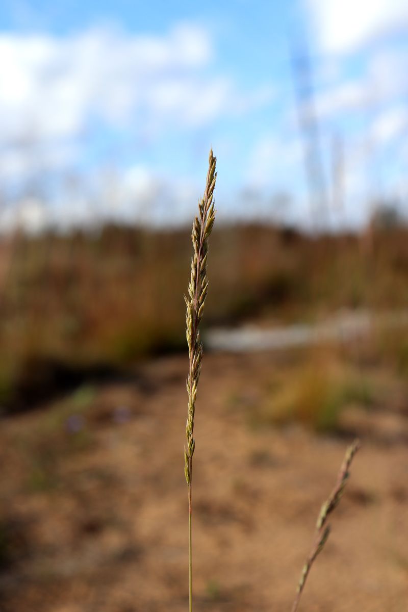 Image of genus Festuca specimen.