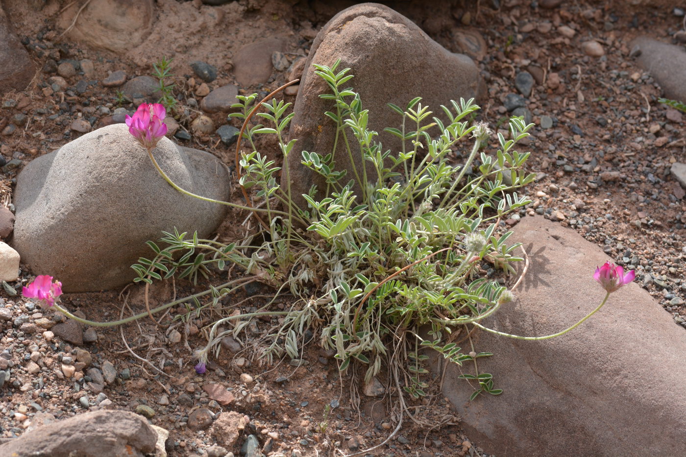 Image of genus Hedysarum specimen.