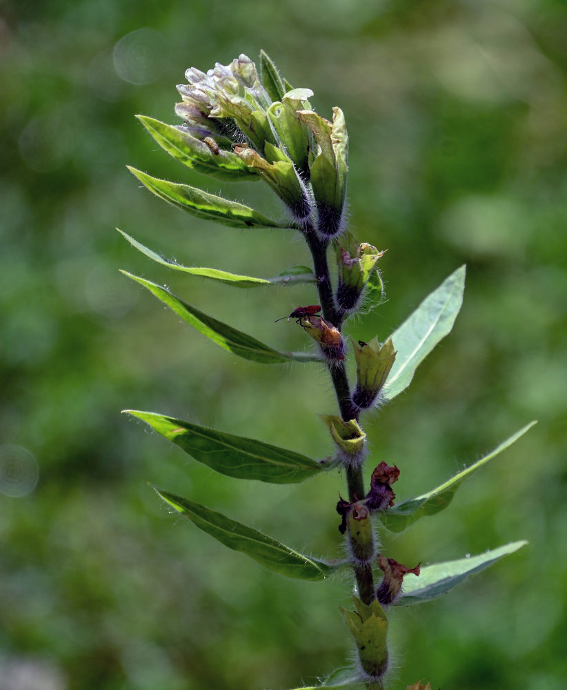 Изображение особи Hyoscyamus niger.