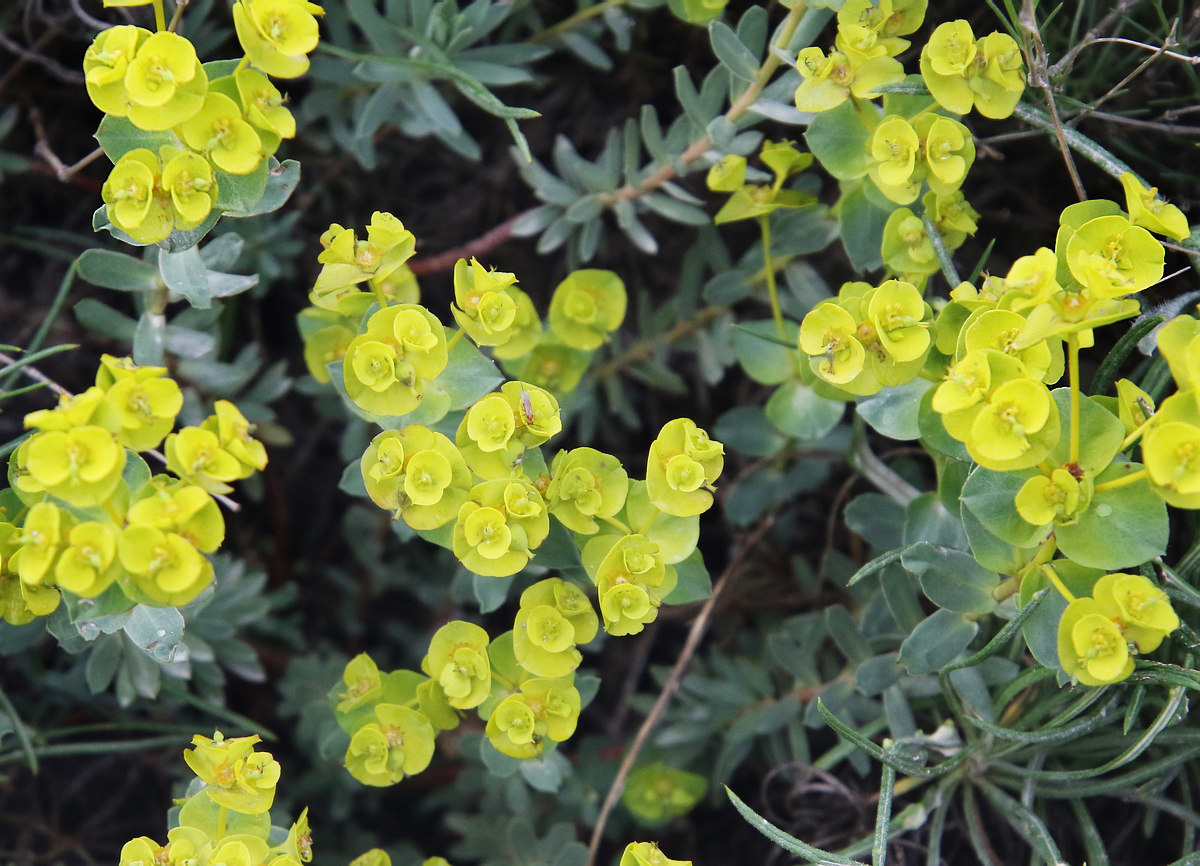 Image of Euphorbia petrophila specimen.