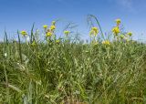 Alyssum trichostachyum. Цветущее растение. Карачаево-Черкесия, Зеленчукский р-н, гора Джисса, ≈ 1500 м н.у.м., субальпийский луг. 14.06.2024.