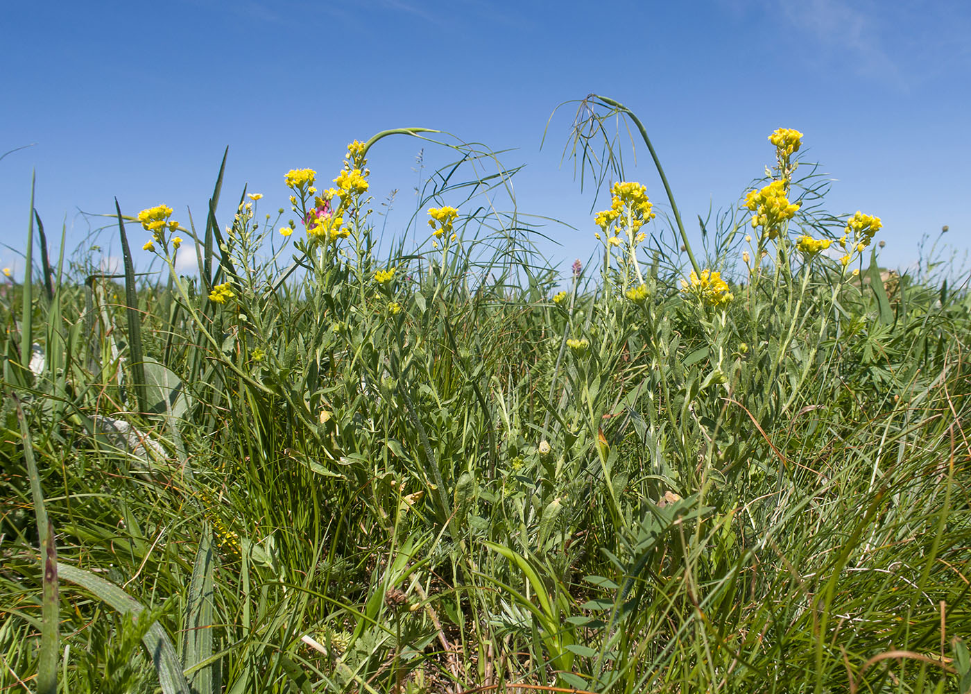 Image of Alyssum trichostachyum specimen.