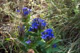 Gentiana septemfida