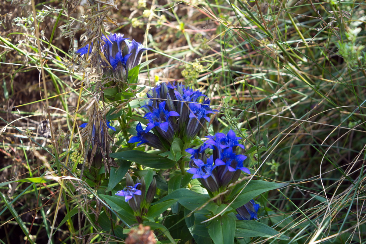 Image of Gentiana septemfida specimen.