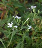 Saponaria officinalis. Верхушка цветущего растения. Калужская обл., Ульяновский р-н, дер. Ягодное, луг. 29 августа 2024 г.