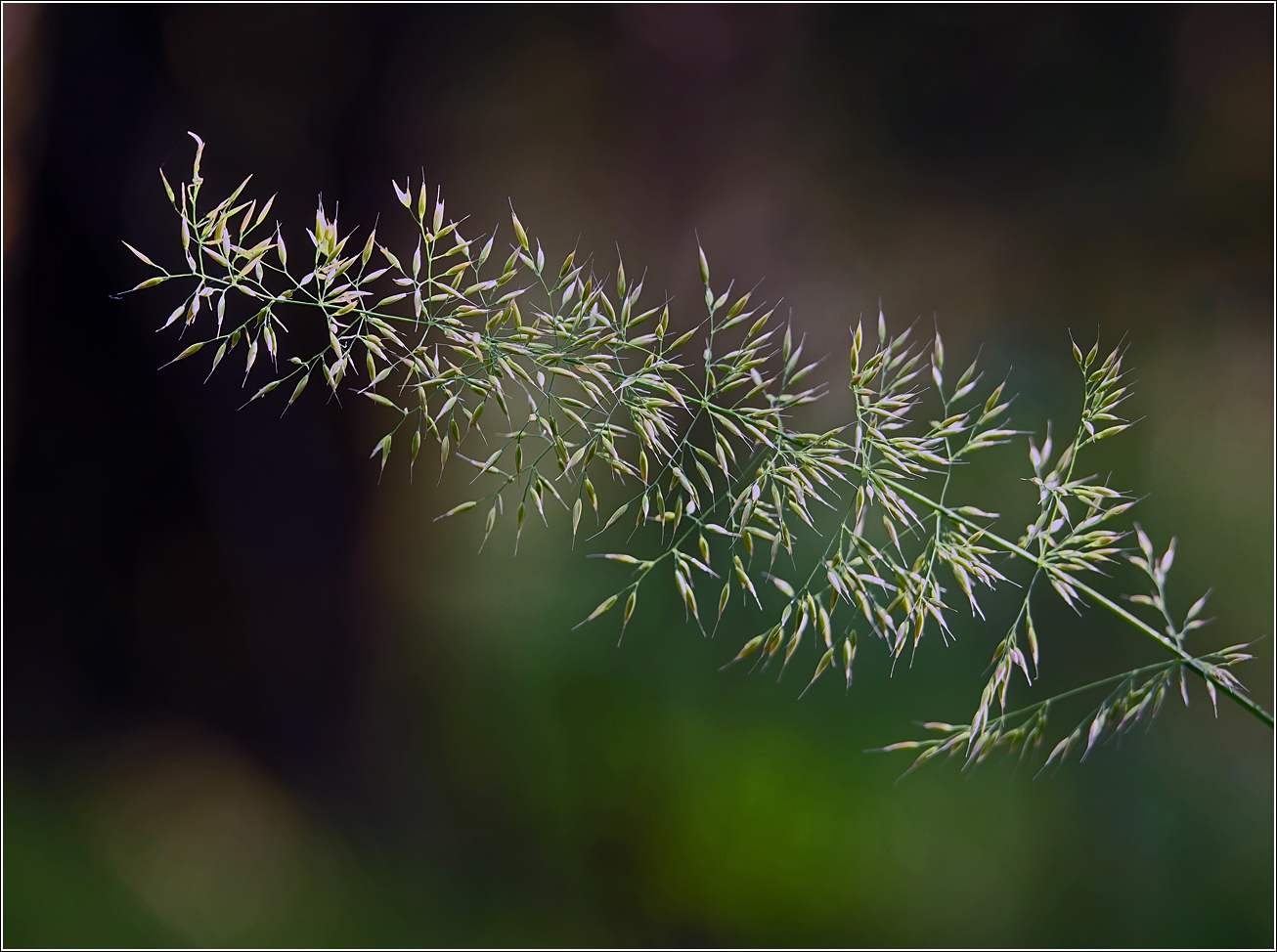 Image of genus Calamagrostis specimen.