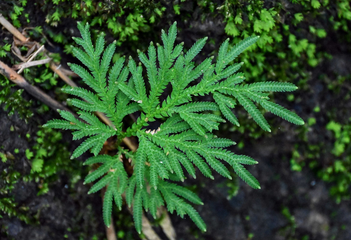 Изображение особи Selaginella biformis.