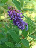 Vicia amurensis