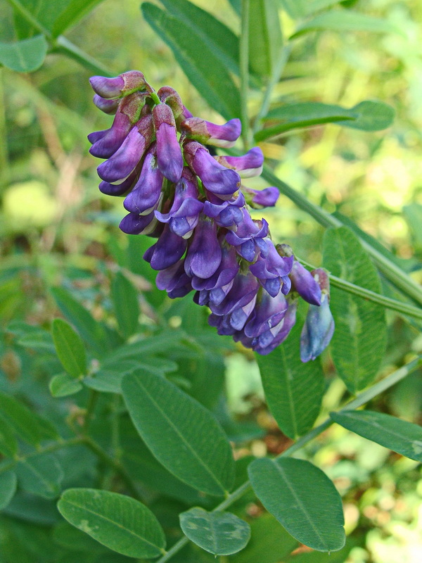 Изображение особи Vicia amurensis.