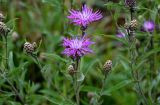 Centaurea jacea. Верхушки побегов с цветущими и развивающимися соцветиями. Вологодская обл., Сокольский р-н, Оларевская гряда, опушка смешанного леса, у дороги. 13.07.2024.