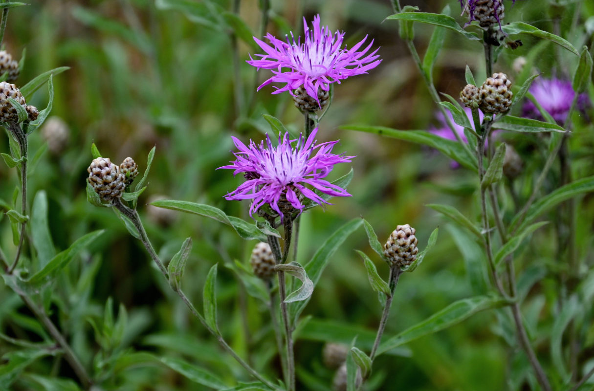 Image of Centaurea jacea specimen.