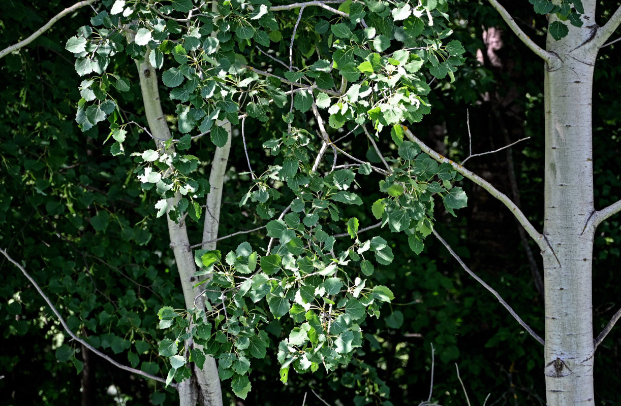 Изображение особи Populus tremula.