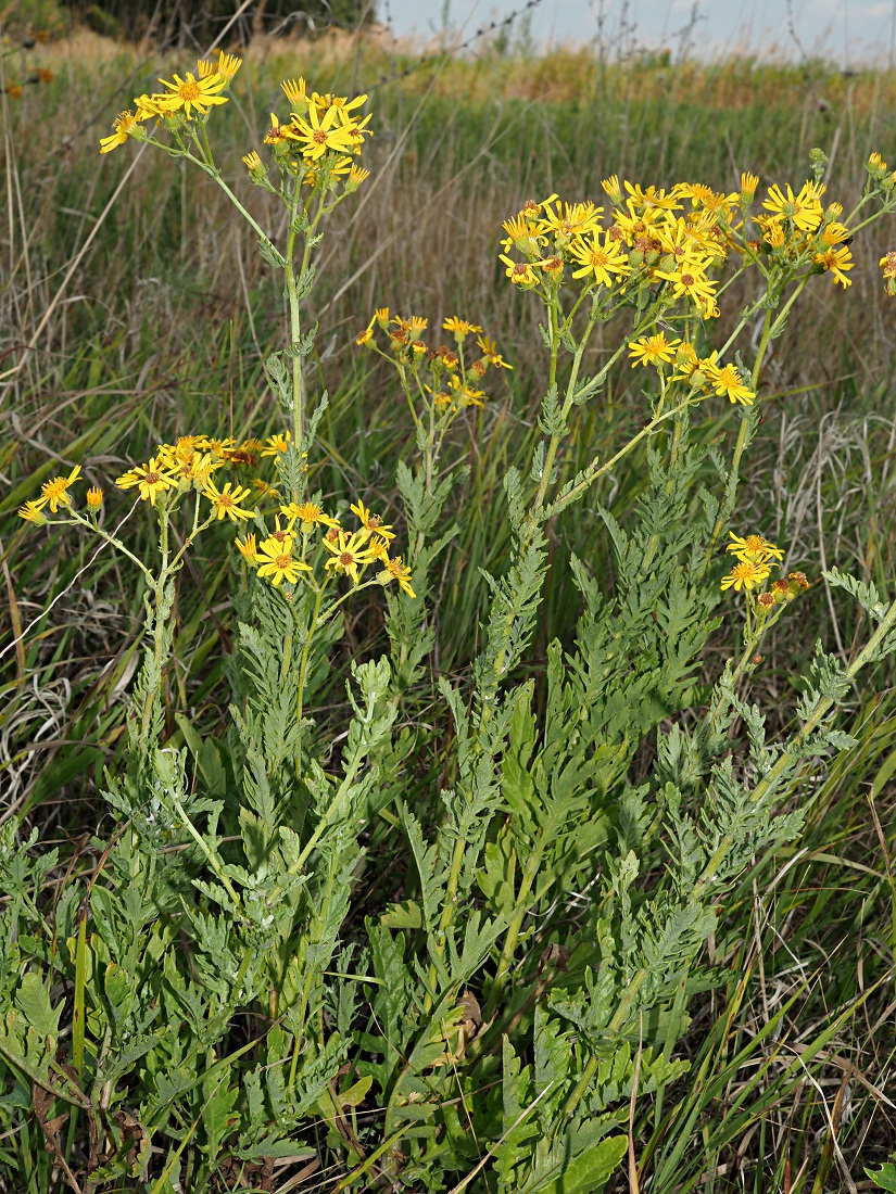 Изображение особи Senecio grandidentatus.