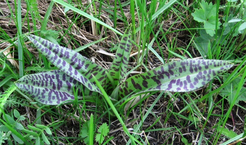 Image of Dactylorhiza fuchsii specimen.