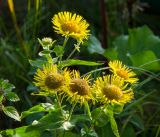 Inula britannica