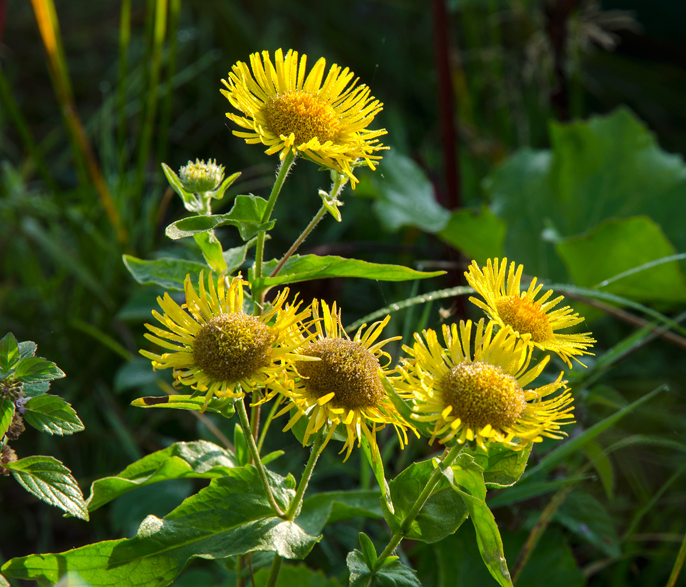 Изображение особи Inula britannica.