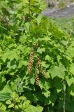 Ribes biebersteinii. Цветущее растение. Кабардино-Балкария, Эльбрусский р-н, средняя часть дол. Терскол, выс. 2400 м н.у.м., берег реки. 16 июня 2018 г.