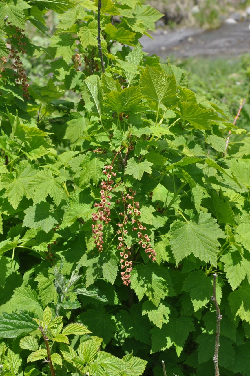 Изображение особи Ribes biebersteinii.