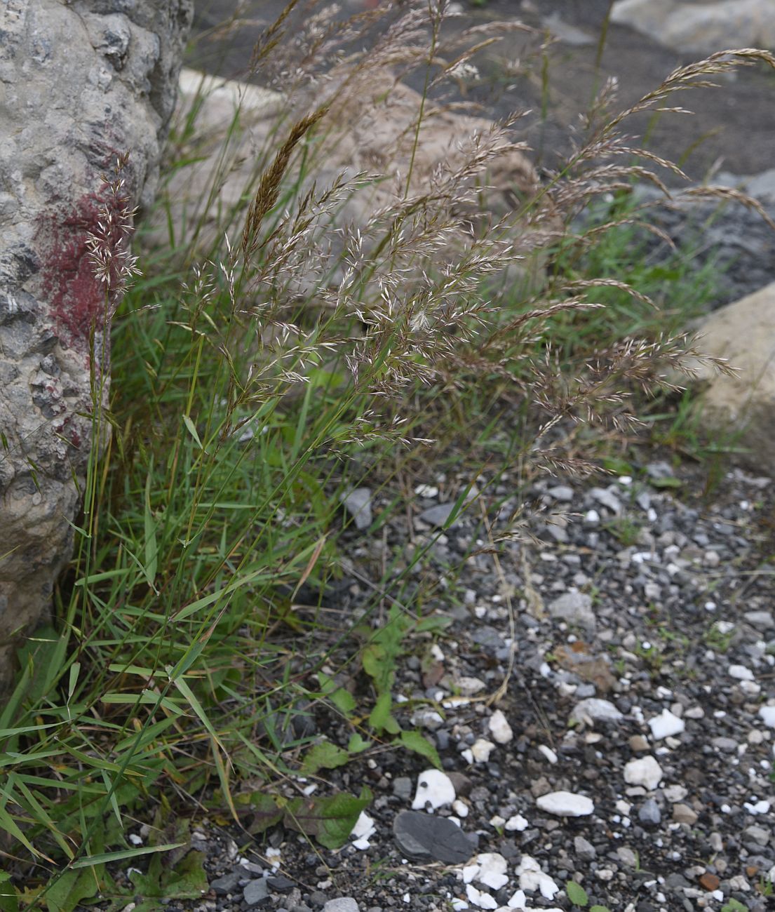 Image of familia Poaceae specimen.