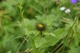 Inula orientalis. Развивающееся соцветие. Чечня, Шаройский р-н, 2 км к востоку от ур. Хиндушты, 1 км на юго-запад от Сигнальной горы, выс. 2200 м н.у.м., луг. 1 июля 2024 г.