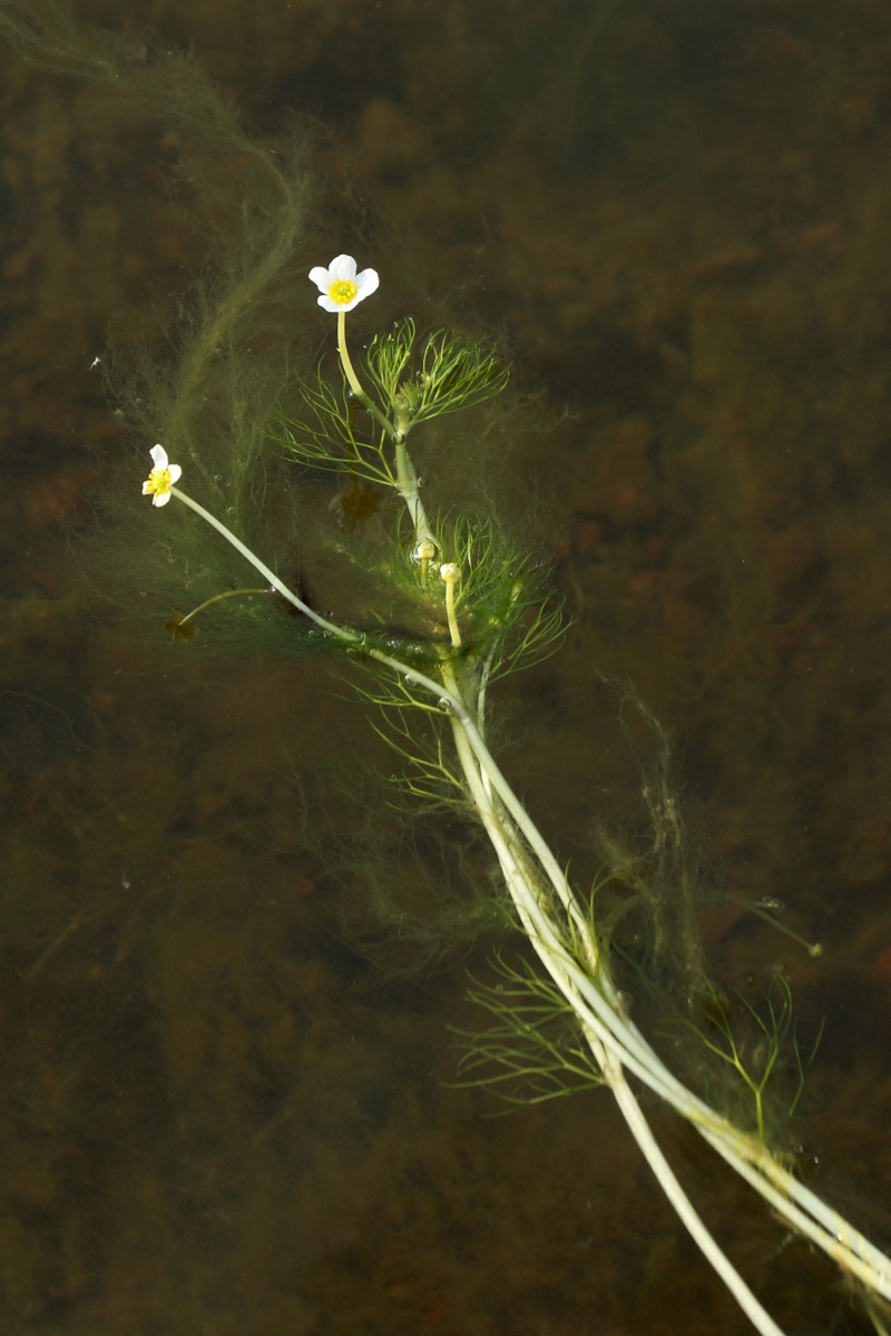 Изображение особи Ranunculus baudotii.