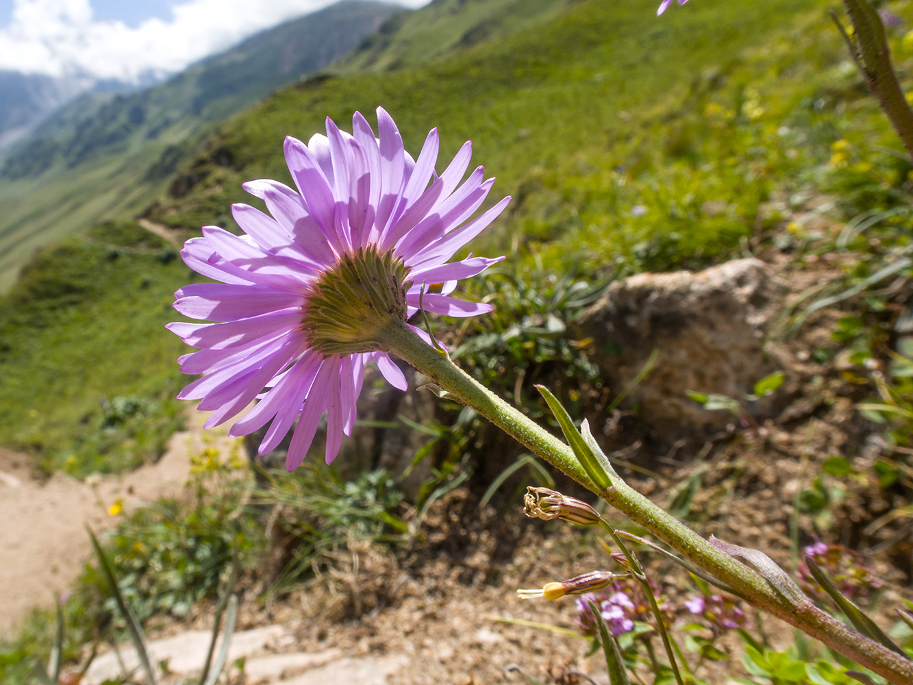 Image of Aster alpinus specimen.