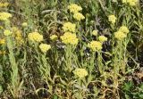 Helichrysum maracandicum