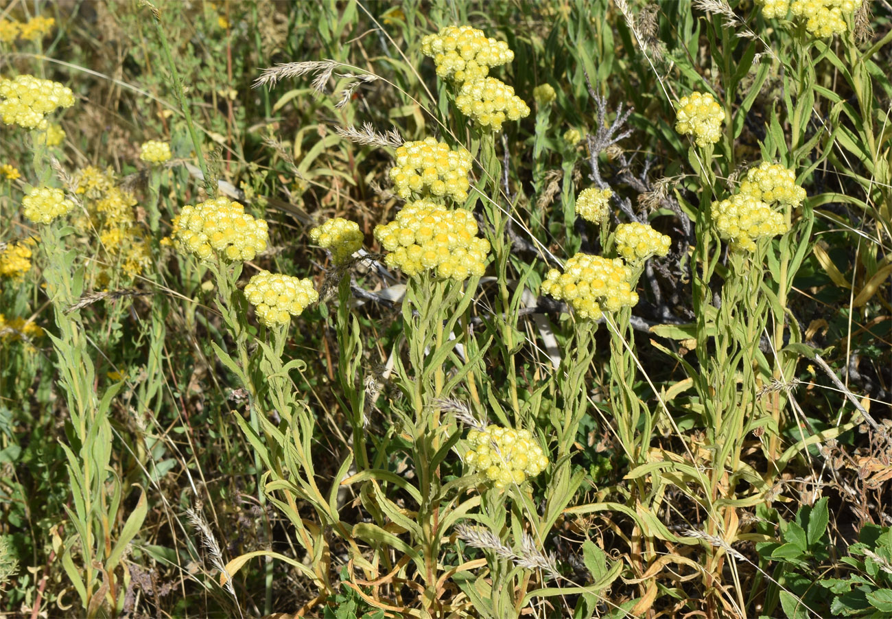 Image of Helichrysum maracandicum specimen.