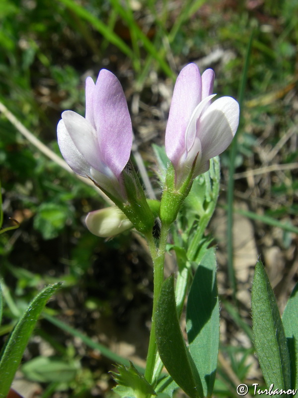 Image of Vicia bithynica specimen.