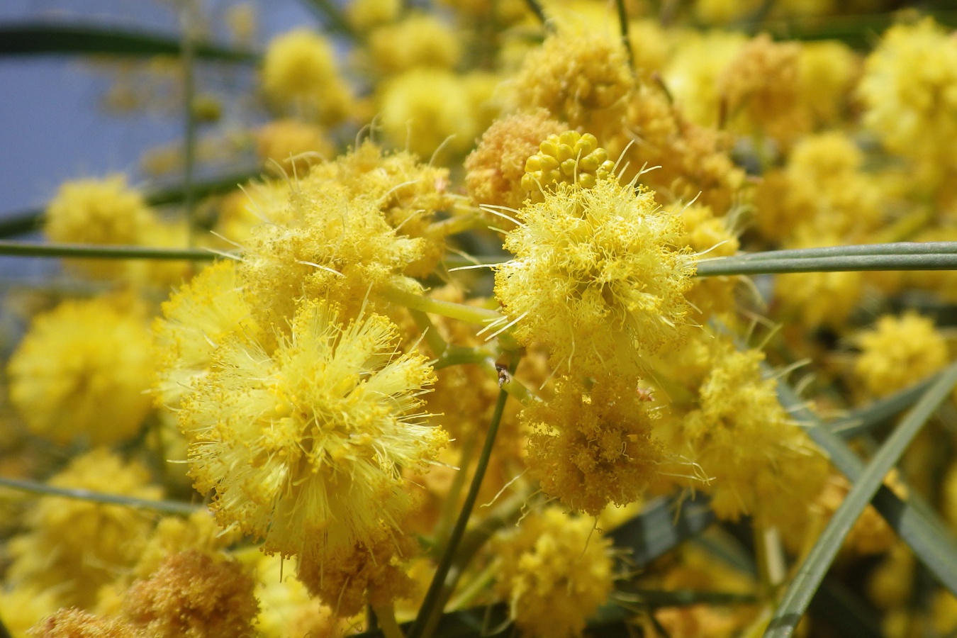 Image of Acacia retinodes specimen.