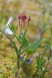 Andromeda polifolia. Верхушка плодоносящего растения с незрелыми плодами. Мурманская обл., Кандалакшский р-н, Княжегубское вдхр., оз. Нотозеро, небольшой заболоченный островок. 11.07.2024.