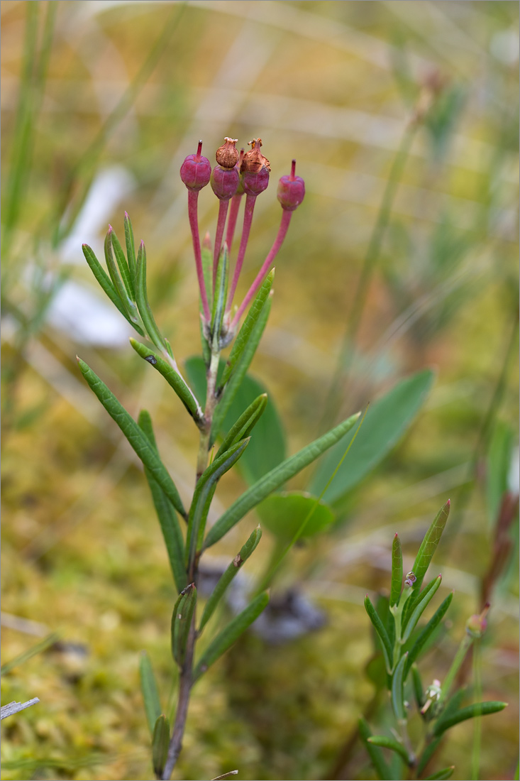 Image of Andromeda polifolia specimen.