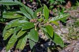 View full-size image Eriobotrya japonica