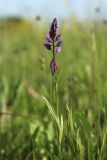 View full-size image Polygala comosa