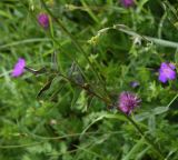 View full-size image Sanguisorba officinalis