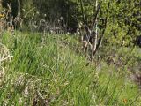 View full-size image Sesleria caerulea