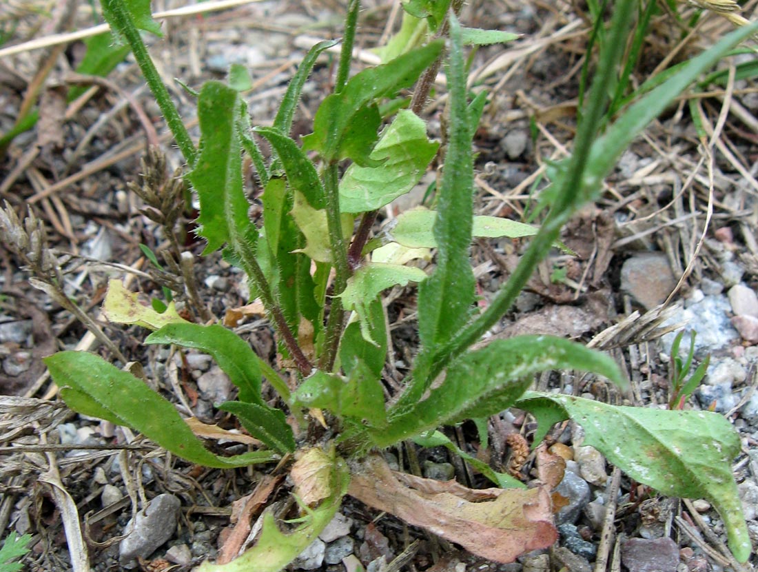 Image of Crepis setosa specimen.