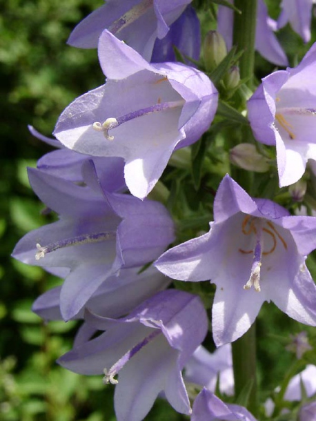 Image of Campanula bononiensis specimen.