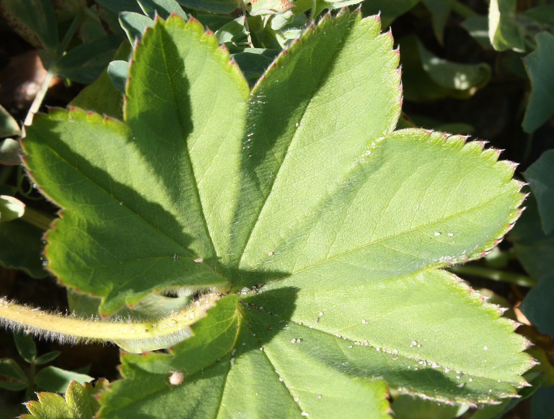 Изображение особи Alchemilla conglobata.