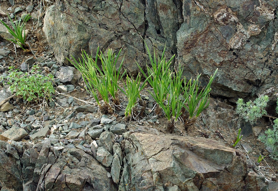 Image of Allium oreoprasum specimen.