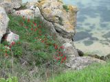 Tulipa suaveolens