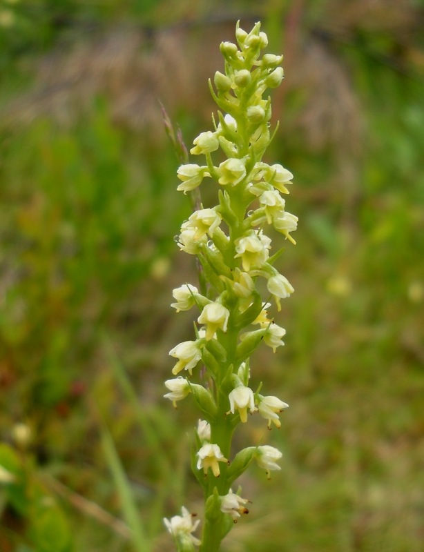 Изображение особи Pseudorchis albida.