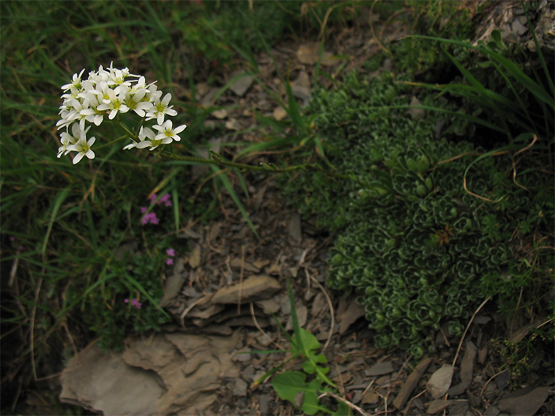 Image of Saxifraga paniculata specimen.