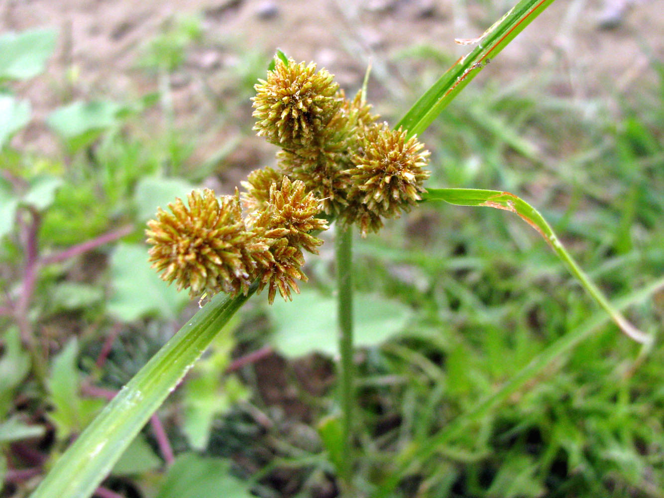 Изображение особи Cyperus glomeratus.