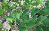 Paeonia daurica. Верхушка побега с незрелым плодом. Крым, над Ялтой, хребет Иограф. 8 июля 2011 г.