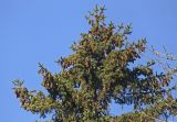 Picea koraiensis
