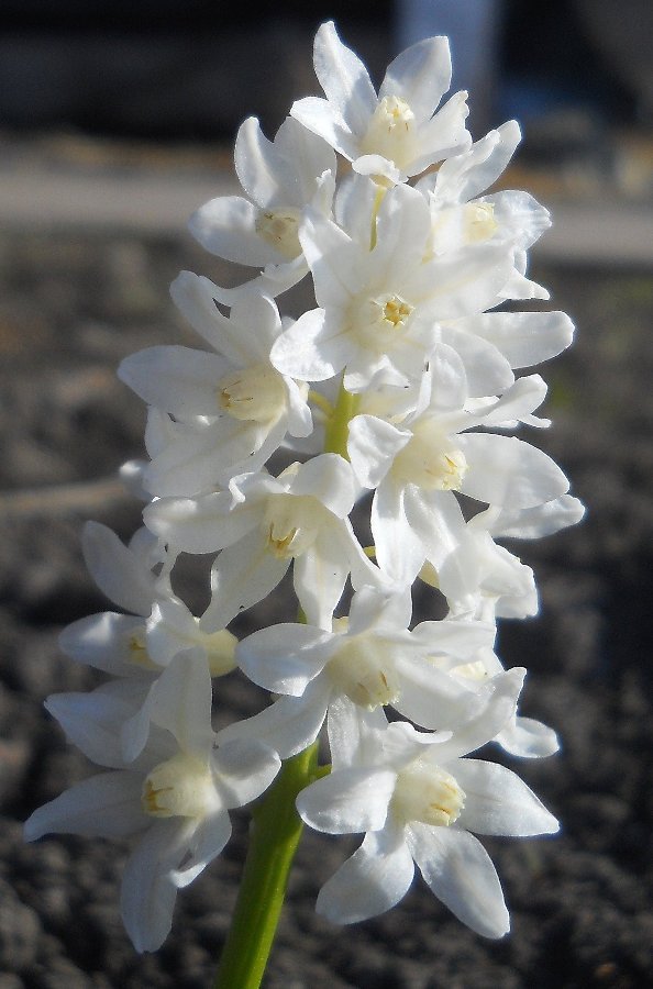 Image of Puschkinia scilloides specimen.