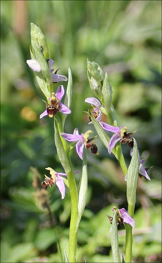 Изображение особи Ophrys oestrifera.