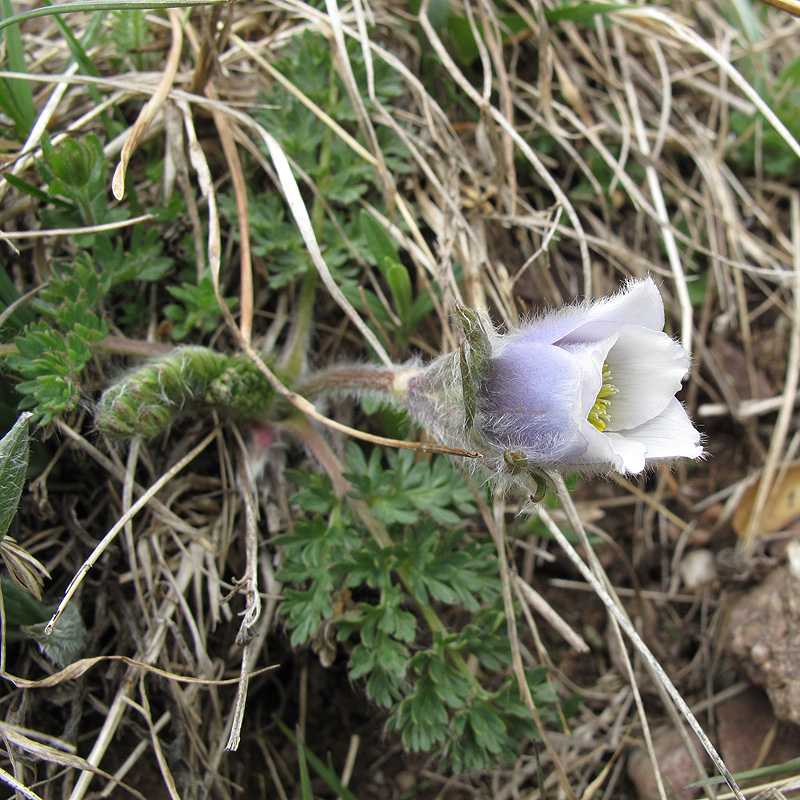 Image of Pulsatilla violacea specimen.